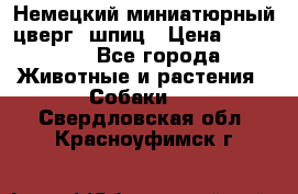 Немецкий миниатюрный(цверг) шпиц › Цена ­ 50 000 - Все города Животные и растения » Собаки   . Свердловская обл.,Красноуфимск г.